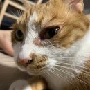 초곡나무동물병원 이미지