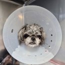 군산24시 제일동물병원 | 군산 동물병원 / 좌측 슬개골 탈구 교정 수술한 제일 24시 동물병원