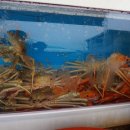 동해대게수협1호 이미지