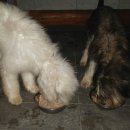 아띠아띠 이미지