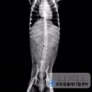 24시 모란동물 메디컬센터 이미지