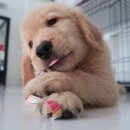 황금피자 이미지