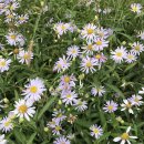 순천만 힐링 이미지