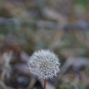 임채영 카카오 검색결과