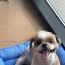 아롱애견미용실 이미지