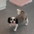 멍멍이 미장원 이미지