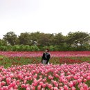 한창인 튤립 축제 🌷🌹 전국 튤립 명소 이미지