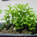 보리수하 이미지