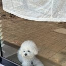 피네(P-ne) 네이버블로그