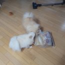 미소펫 | 춘천 강아지 애견용품 저렴하고 종류 많은 미소펫 구매후기