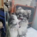 똥깡아지애견샵 이미지