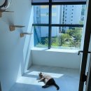 오냥오냥 고양이호텔 이미지