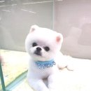 늘 예쁘개 이미지