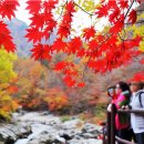 11월2일(토) 내장산(장군봉~연자봉~신선봉) &#34;단풍절정&#34; 국립공원 . BAC100대명산 이미지