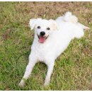 펫포레스트 이미지