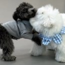 요리조리유치원 이미지