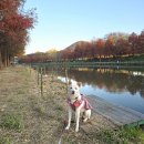 담양체육관 | 담양 관방제림 주차장 정보 강아지 산책 단풍 구경하고 왔어요