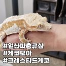 맹꽁이농장 | 신혼집 반려동물, 일산파충류샵 게코모아 에서 만난 크레스티드게코