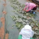 전천후농장 이미지