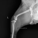 신길 온동물병원 이미지