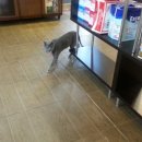 반창꼬동물병원 이미지