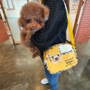 워킹페코 이미지