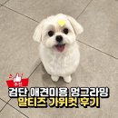 멍스타일 | 인천 검단애견미용 멍그라밍, 말티즈 가위컷 맡겨본 후기
