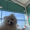 등교하개 이미지