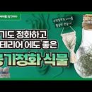 행잉플랜트 공기정화식물체험 이미지