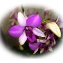 향토약국 이미지