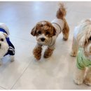 부산애견호텔 애견유치원 맘바이 부산북구점 이미지