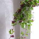 감물농장 이미지