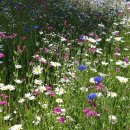 꽃길만걷자6 이미지