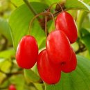 The 산수유 이미지