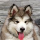 예쁜강아지 이미지