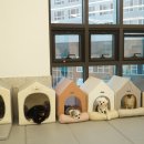 도그베이 미사점 이미지