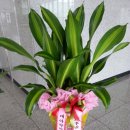 대아약업사 이미지