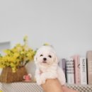 김해 강아지분양 베베몽 이미지