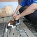 솔비 농장 이미지