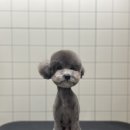 핫도그애견 네이버블로그