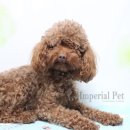 펫프린스애견샵 이미지