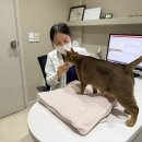 미소동물치과병원 이미지