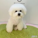 청담동물병원애견미용실 이미지