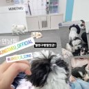 멍타쿠 이미지