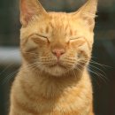 동물병원 공감 이미지