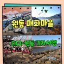 원동면사무소 | 양산 원동 매화마을 기차타고 봄여행 원동 제대로 즐기는 코스