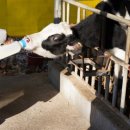 청계목장 이미지