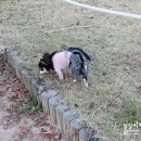 개린이 집합소 이미지