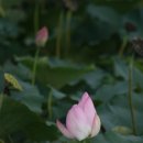 [1월 재능나눔] 행복한 엄마의 명상(마음챙김) | 꽃말 365 (冊)