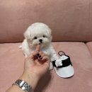 대구강아지분양 럽댕 이미지